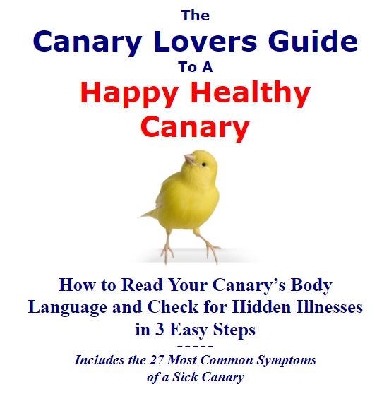 Sick Canary Symptoms And Behavior Guide