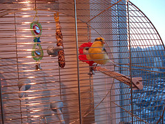 canary pet