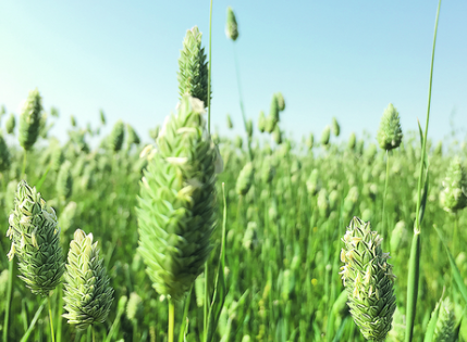 canary-seed-plant.png